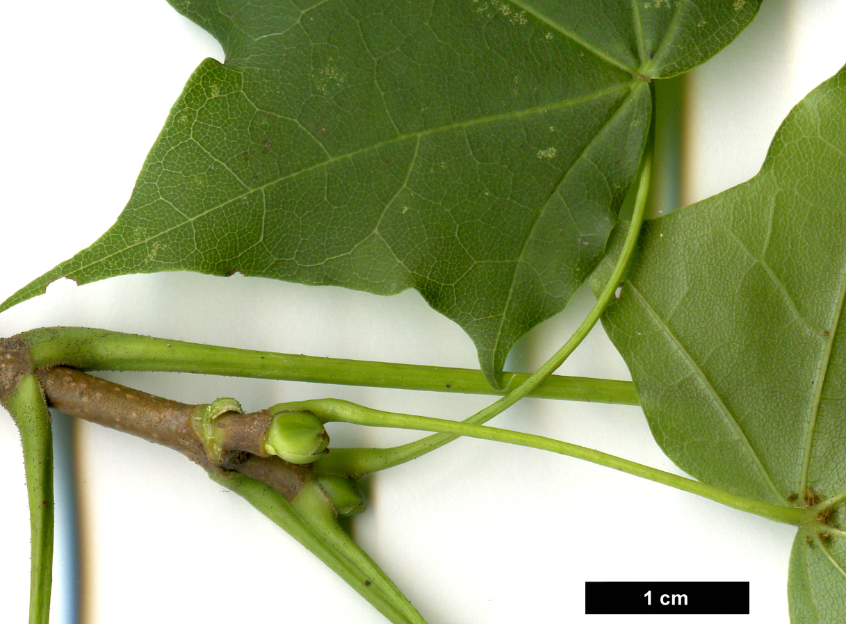 High resolution image: Family: Sapindaceae - Genus: Acer - Taxon: pictum × A.platanoides